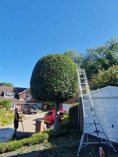 SW Tree Services in Staffordshire and Cheshire Conifer reduction and shaping, hedge cutting, hedge maintenance, and hedge planting. Tree felling, dead wooding, pollarding, tree pruning.