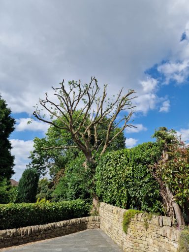 SW Tree Services in Staffordshire and Cheshire Tree felling, dead wooding, pollarding, tree pruning, crown thinning, crown reduction, canopy lifting, conifer reduction and shaping.