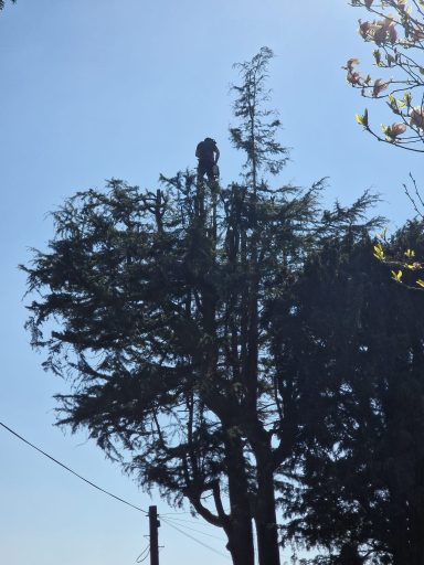 SW Tree Services in Staffordshire and Cheshire Tree felling, dead wooding, pollarding, tree pruning, crown thinning and crown reduction, canopy lifting, conifer reduction and shaping.
