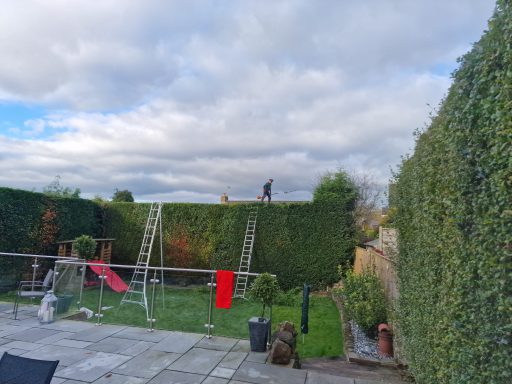 SW Tree Services in Staffordshire and Cheshire Conifer reduction and shaping, hedge cutting, hedge maintenance, and hedge planting. Tree felling, dead wooding, pollarding, tree pruning.