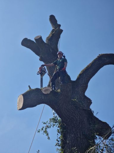 SW Tree Services in Staffordshire and Cheshire Emergency tree work, storm damage response, tree felling, dead wooding, pollarding, pruning, crown thinning and reduction, canopy lifting.