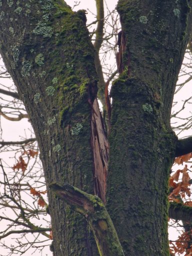 SW Tree Services in Staffordshire and Cheshire Emergency tree work, storm damage response, site clearance, tree felling, dead wooding, pollarding, pruning, crown thinning, reduction.