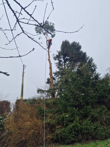 SW Tree Services in Staffordshire and Cheshire Emergency tree work, storm damage response, tree felling, dead wooding, pollarding, pruning, crown thinning and reduction, canopy lifting.