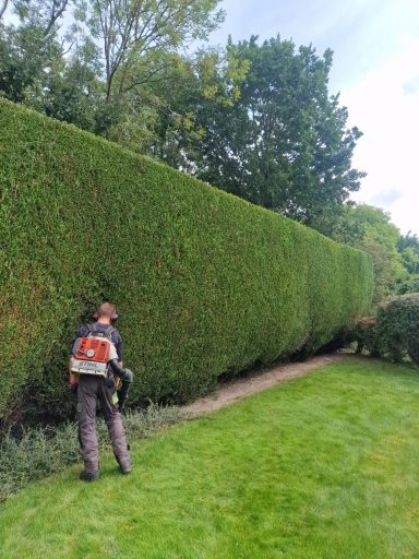 SW Tree Services in Staffordshire and Cheshire Conifer reduction and shaping, hedge cutting, hedge maintenance, and hedge planting. Tree felling, dead wooding, pollarding, tree pruning.